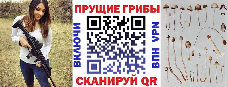 где купить   Благовещенск  Галлюциногенные грибы Cubensis 